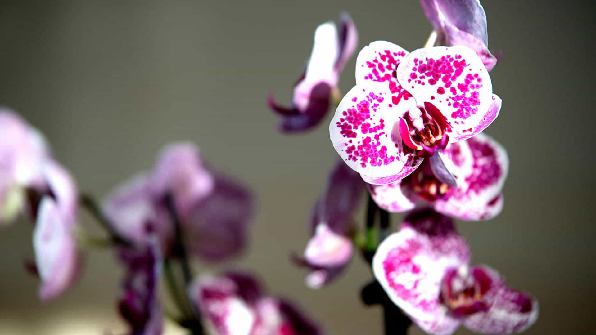 Orchidee